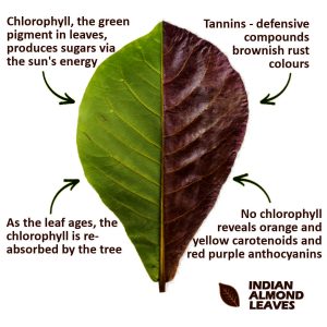 Indian Almond Leaves Botanical Compounds