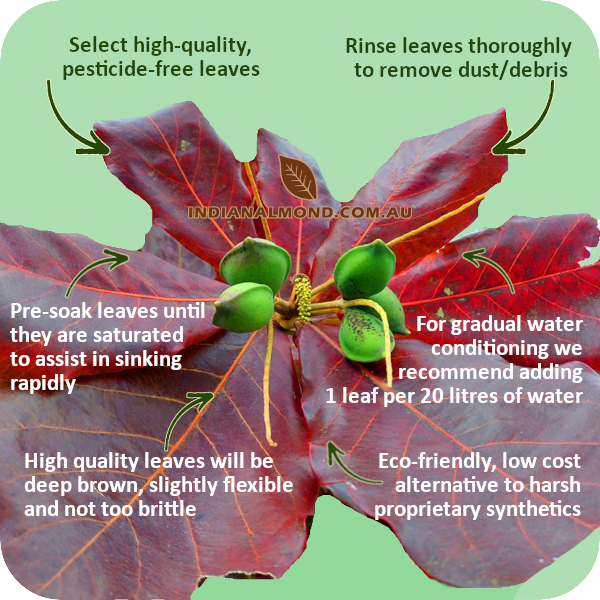 Using Indian Almond Leaves in Your Aquarium