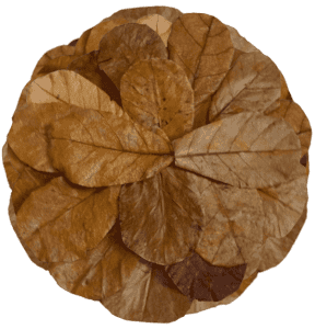 INDIAN-ALMOND-LEAVES-AUSTRALIA