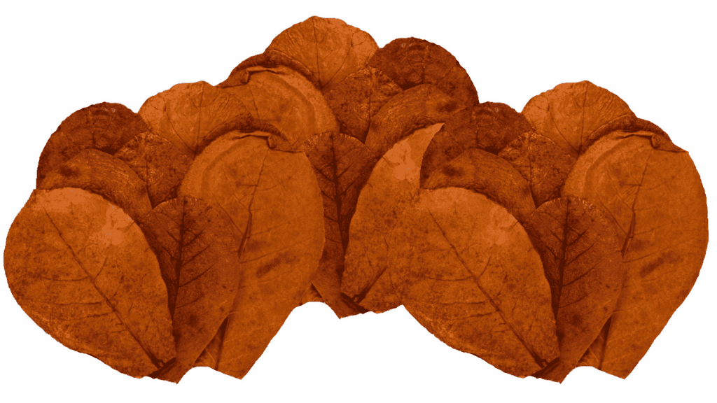 indian almond leaves shop
